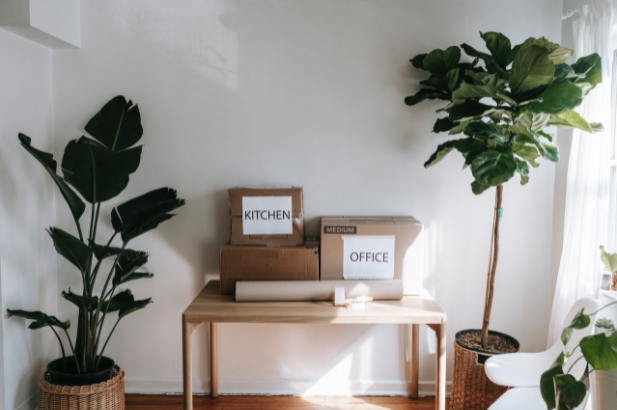 Plants & Boxes